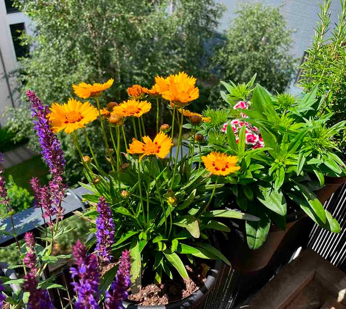 Sådan skaber du en biodivers oase på din altan på Frederiksberg  Sådan skaber du en biodivers oase på din altan på Frederiksberg